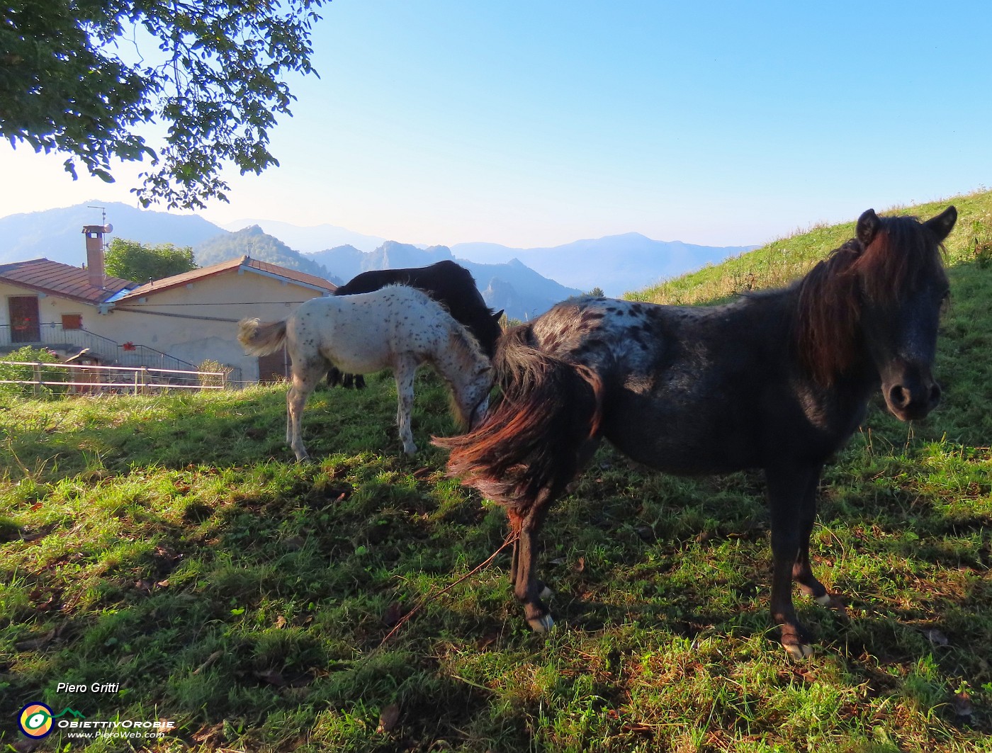 13 Bei cavallini al pascolo in ombra.JPG